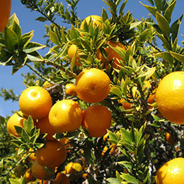 Chinotto, Mandarina chinesa